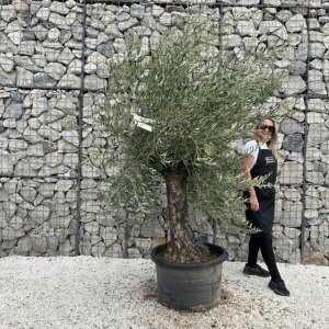 Gnarled Olive Tree J744