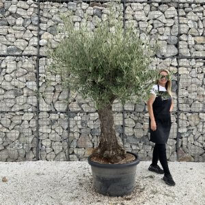 Gnarled Olive Tree J707