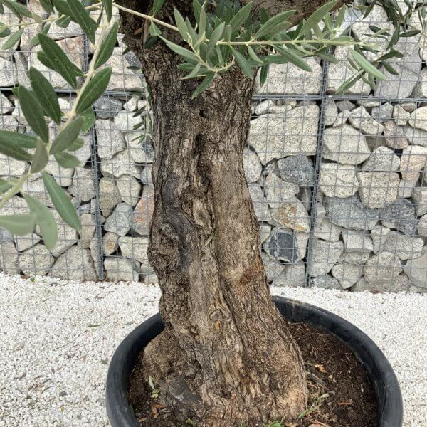 Gnarled Olive Tree J683 - Image 3