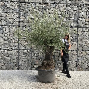 Gnarled Olive Tree J729