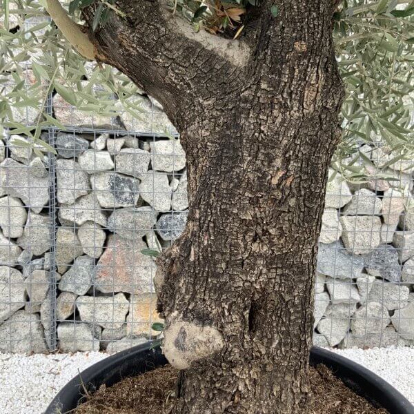 Gnarled Olive Tree J671 - Image 3