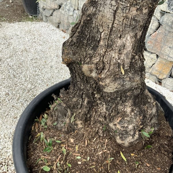 Gnarled Olive Tree J687 - Image 3
