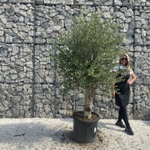 Olive Tree Tuscan Chunky Trunk  J785