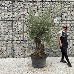 Gnarled Olive Tree J686