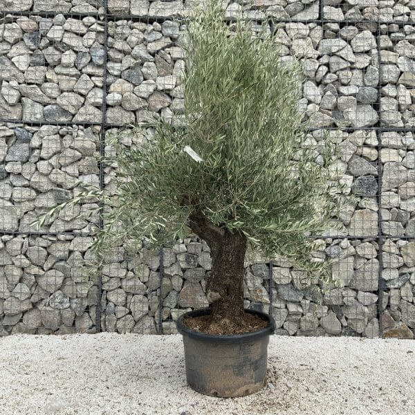 Gnarled Olive Tree J671 - Image 2