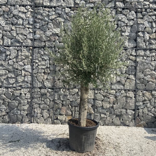 Olive Tree Tuscan Chunky Trunk  J783 - Image 2