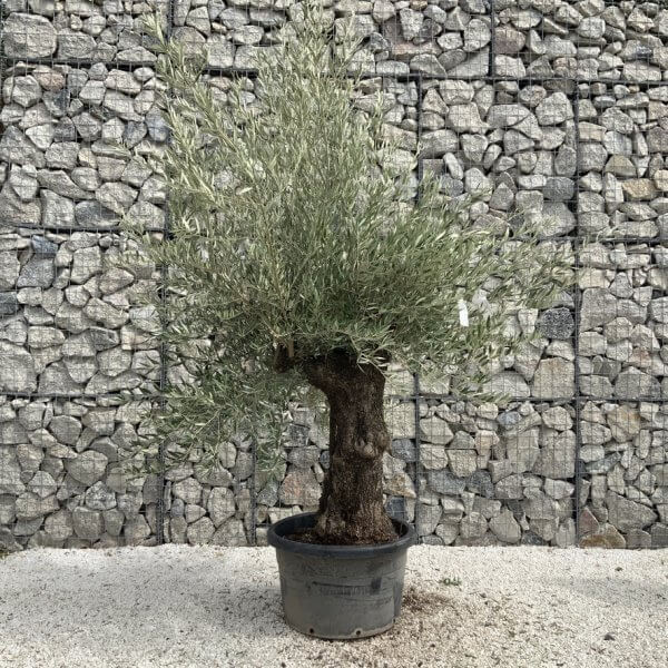 Gnarled Olive Tree J733 - Image 2