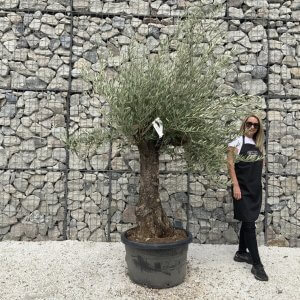 Gnarled Olive Tree J681