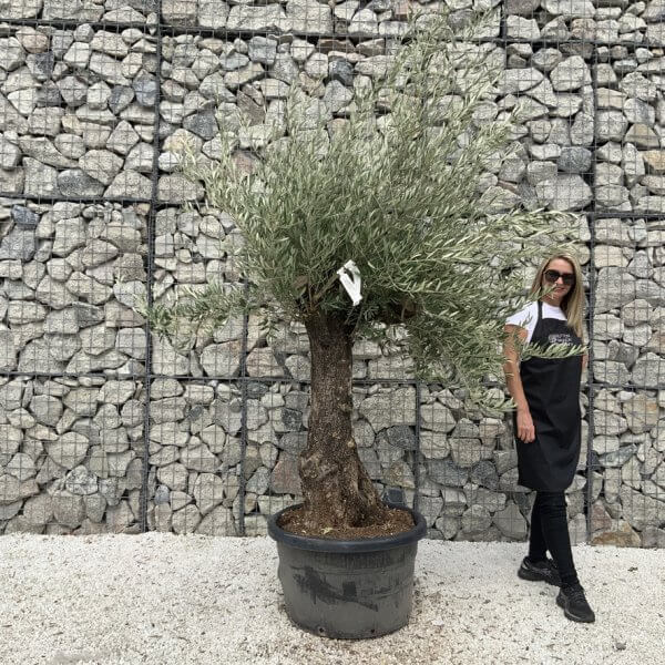 Gnarled Olive Tree J681