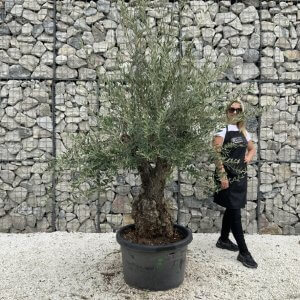 Gnarled Olive Tree J766