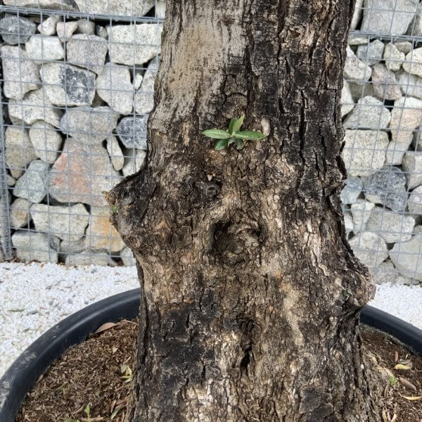 Gnarled Olive Tree J715 - Image 3