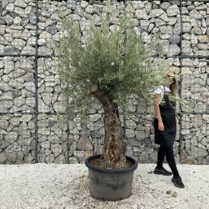 Gnarled Olive Tree J763