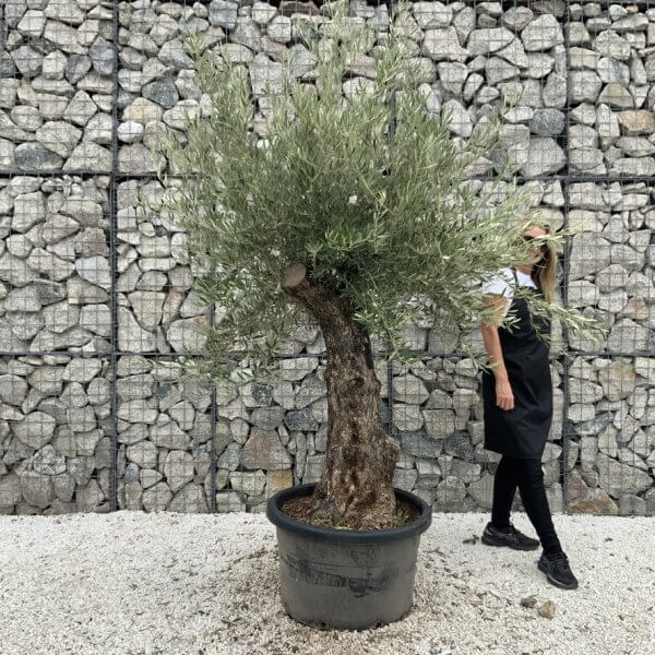 Gnarled Olive Tree J763