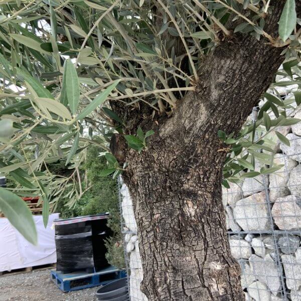Gnarled Olive Tree J707 - Image 3
