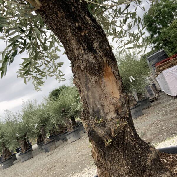 Gnarled Olive Tree J723 - Image 3