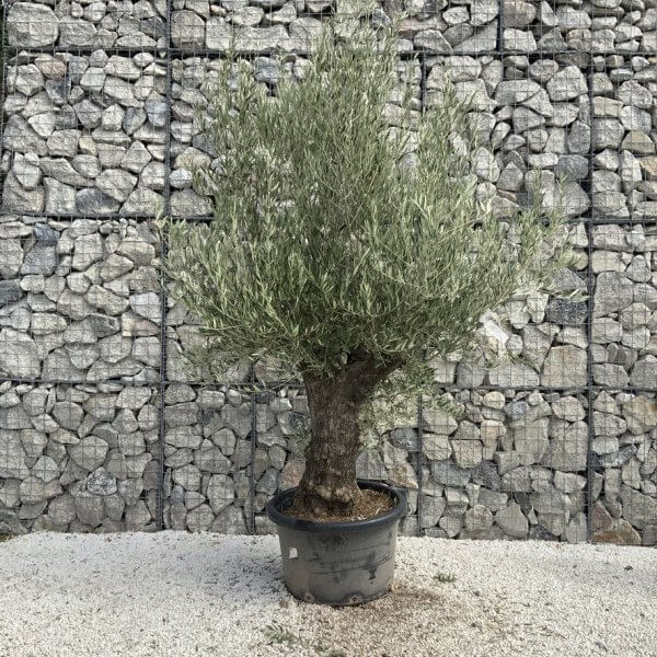 Gnarled Olive Tree J728 - Image 2
