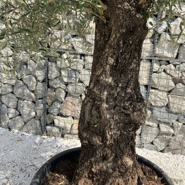 Gnarled Olive Tree J748 - Image 3