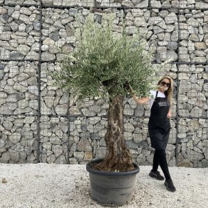 Gnarled Olive Tree J713