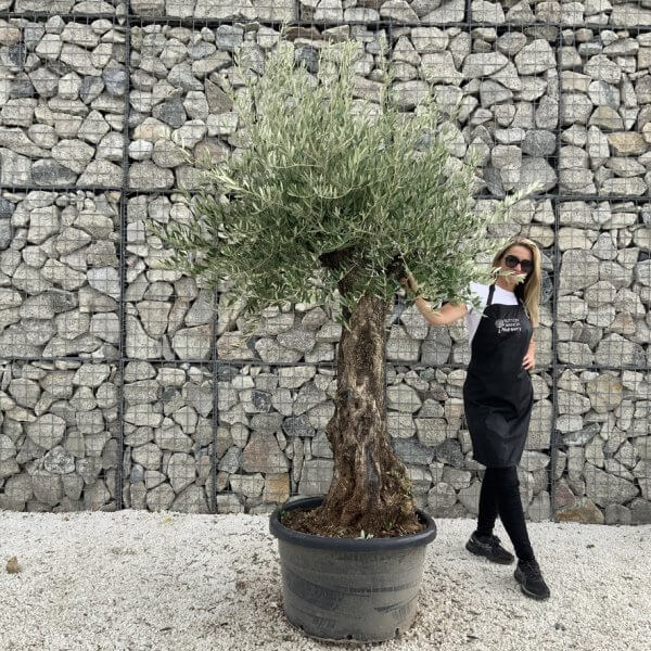 Gnarled Olive Tree J713