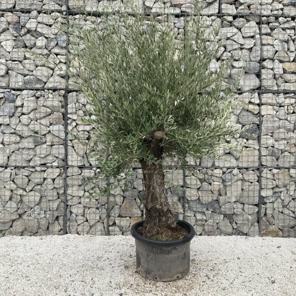 Gnarled Olive Tree J687 - Image 2