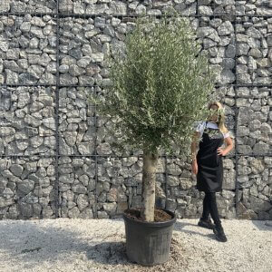 Olive Tree Tuscan Chunky Trunk  J783
