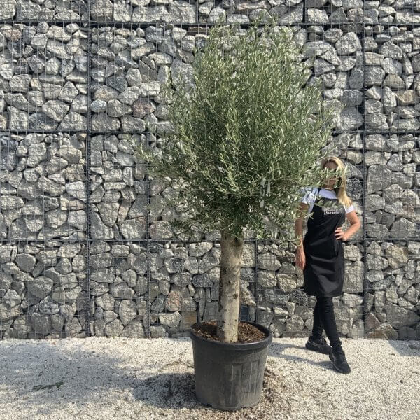 Olive Tree Tuscan Chunky Trunk  J783
