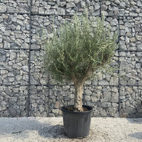 Olive Tree Tuscan Multi Stem Chunky Trunk J779 - Image 2