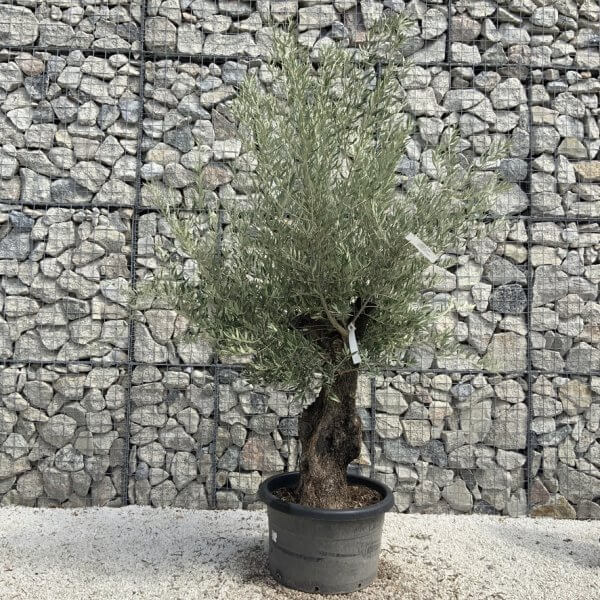 Gnarled Olive Tree J750 - Image 2