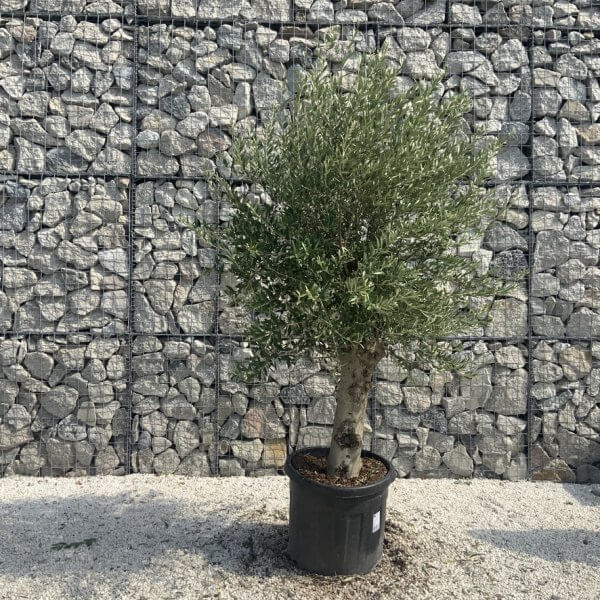 Olive Tree Tuscan Chunky Trunk  J785 - Image 2