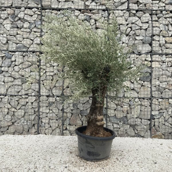 Gnarled Olive Tree J684 - Image 2