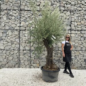 Gnarled Olive Tree J689