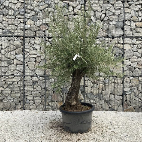 Gnarled Olive Tree J746 - Image 2