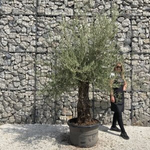 Gnarled Olive Tree J748