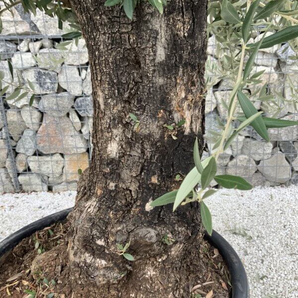 Gnarled Olive Tree J762 - Image 3
