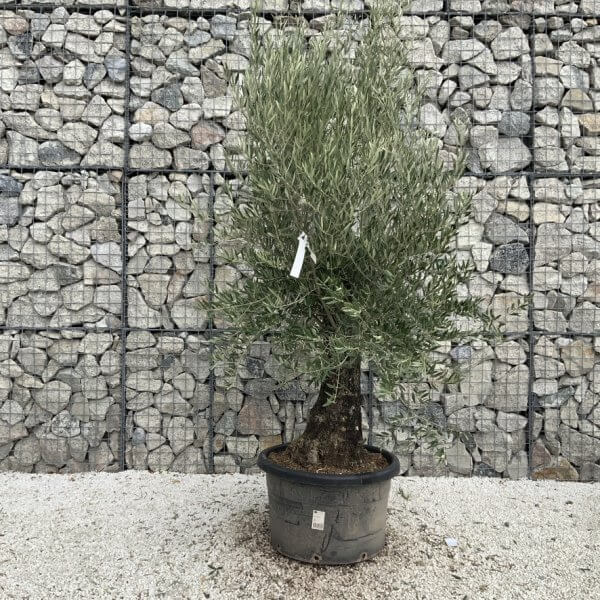 Gnarled Olive Tree J757 - Image 2