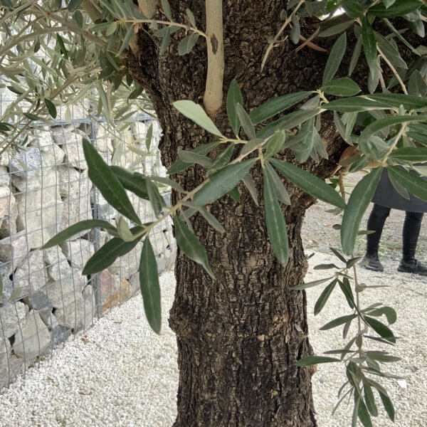 Gnarled Olive Tree J757 - Image 3