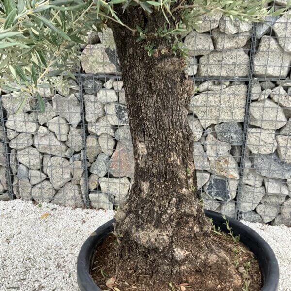 Gnarled Olive Tree J720 - Image 3