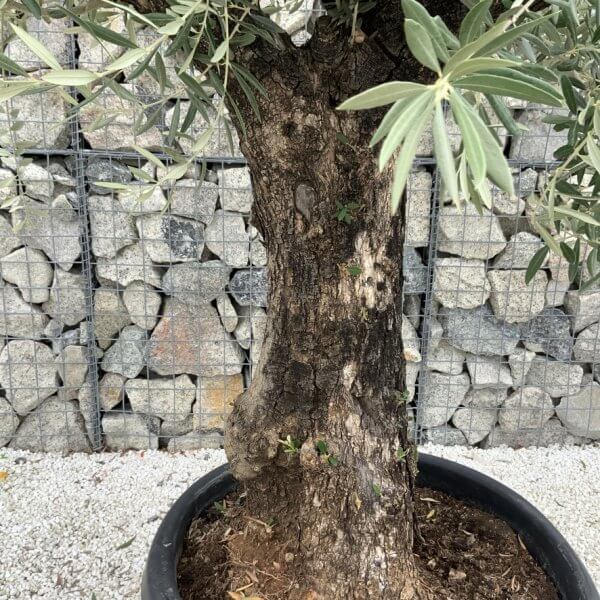 Gnarled Olive Tree J724 - Image 3