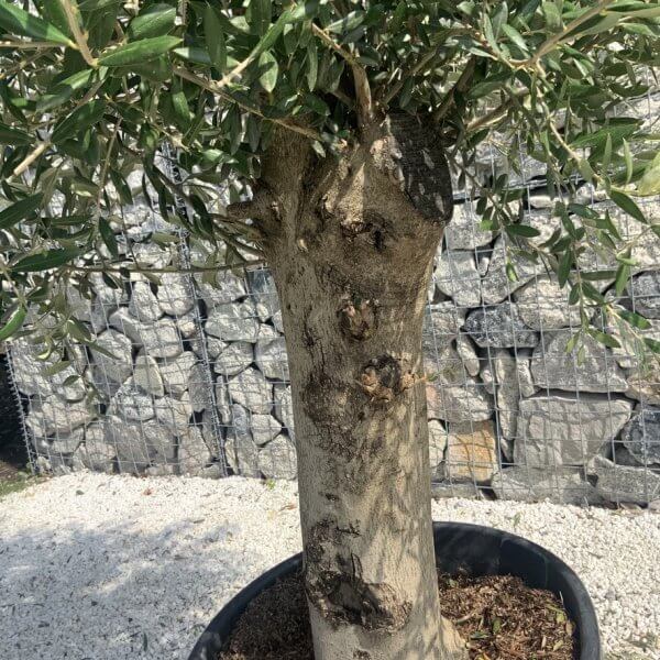Olive Tree Tuscan Chunky Trunk  J785 - Image 3