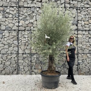 Gnarled Olive Tree J721
