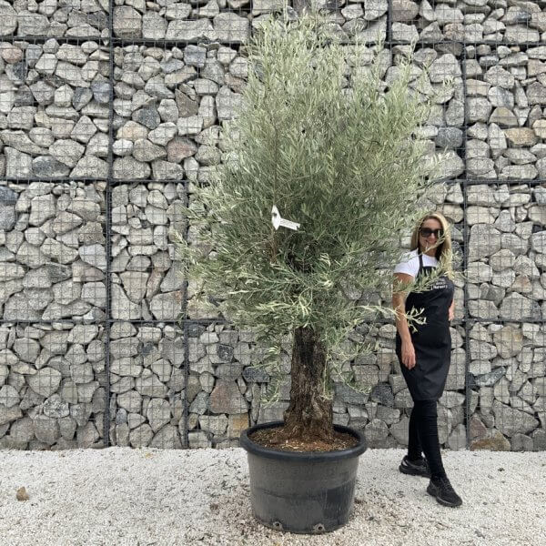 Gnarled Olive Tree J721