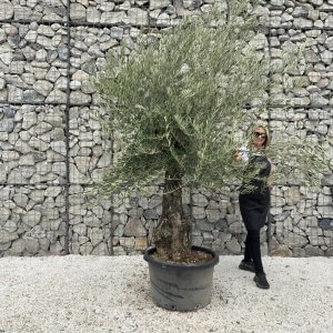 Gnarled Olive Tree J693