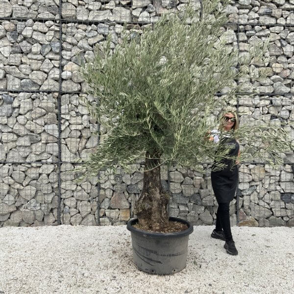 Gnarled Olive Tree J693