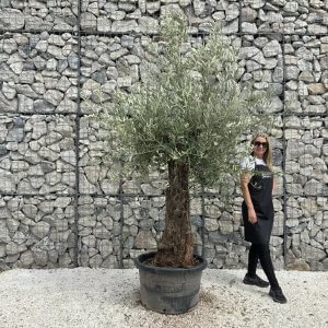 Gnarled Olive Tree J753