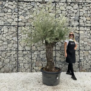 Gnarled Olive Tree J664