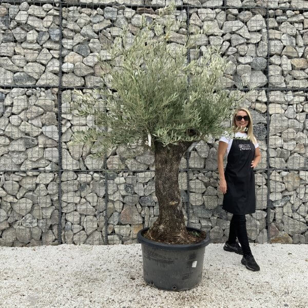 Gnarled Olive Tree J664