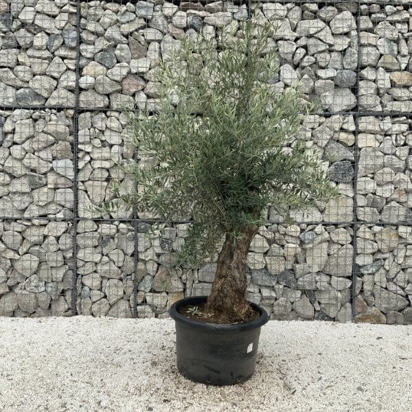Gnarled Olive Tree J691 - Image 2