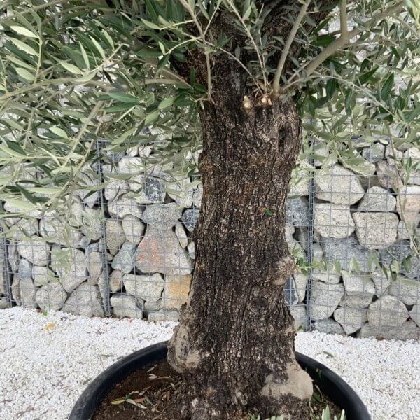Gnarled Olive Tree J711 - Image 3