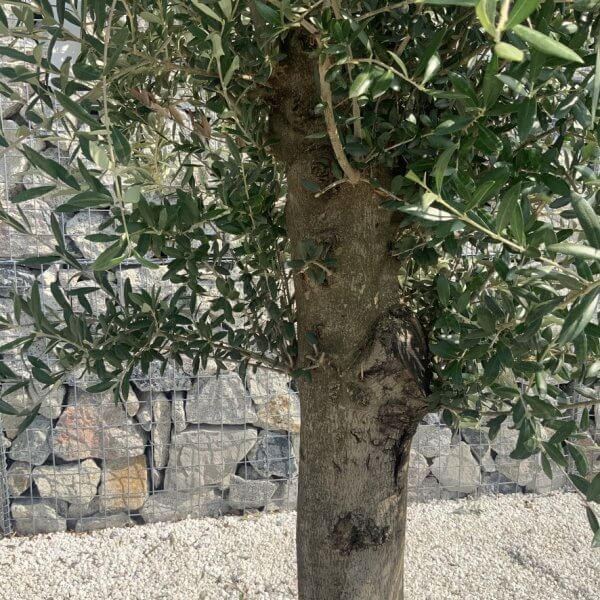 Olive Tree Tuscan Chunky Trunk  J784 - Image 3
