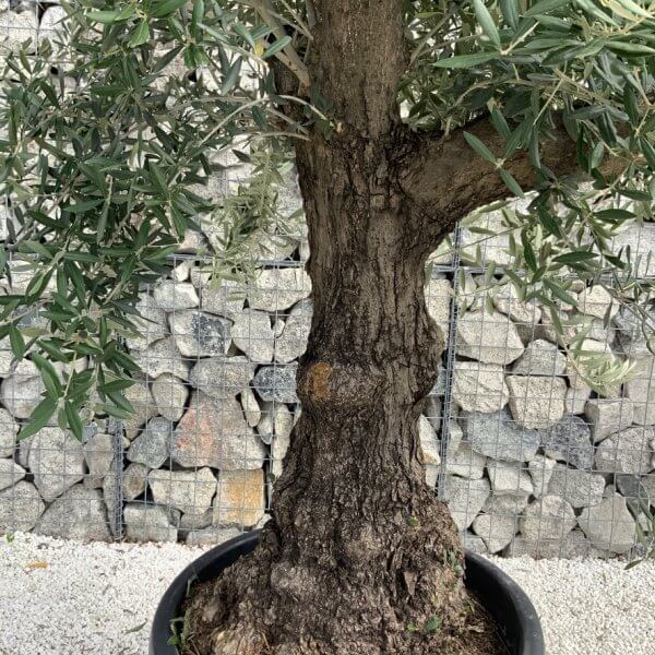Gnarled Olive Tree J730 - Image 3